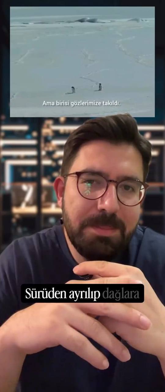 Sürüden ayrılan penguen videosu üzerinden yalnızlık, kendi yolunu seçme ve kalabalıktan kopma metaforunu anlatan video.